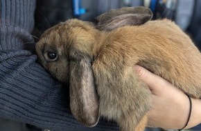 Polizeidirektion Landau: POL-PDLD: Bad Bergzabern - Kaninchen gefunden