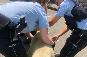 Polizei Essen: POL-E: Mülheim an der Ruhr: Zwei haarige Ausbrecher liefern sich eine wilde Verfolgungsjagd mit der Polizei in Mülheim-Styrum