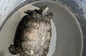 Polizeiinspektion Oppenheim: POL-PIOPP: Fundtier - Schildkr&ouml;te quert die B420 bei Schornsheim
