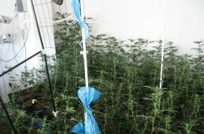 Polizeidirektion Hannover: POL-H: Polizei beschlagnahmt 189 Marihuanapflanzen