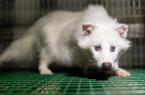 VIER PFOTEN - Stiftung für Tierschutz: Vor einem Jahr wurde COVID-19 erstmals auf europäischen Nerzfarmen entdeckt