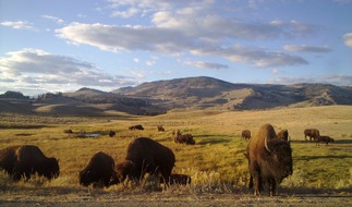 Nat Geo Wild: 40 Jahre UNESCO-Weltnaturerbe: Nat Geo Wild feiert Yellowstone-Nationalpark mit Sonderprogrammierung