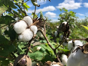 PR | AbTF Establishes New Regenerative Cotton Standard