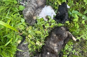 Polizeiinspektion Stralsund: POL-HST: Tote Katzen gefunden - Polizei sucht Zeugen