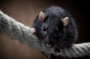 Zentralverband Zoologischer Fachbetriebe Deutschlands e.V. (ZZF): „Tag der Ratte“ am 4. April: Reinlicher als ihr Ruf – die Nager und die Hygiene