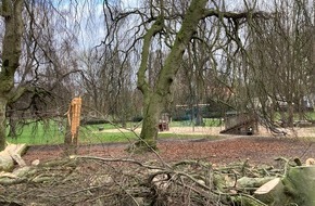 Polizei Bielefeld: POL-BI: Unbekannte bringen illegal Baum zu Fall - Zeugen gesucht