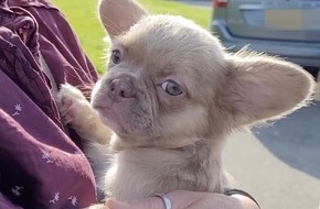 VIER PFOTEN - Stiftung für Tierschutz: Beauté fatale: les dérives de l’élevage de chiots vendus sur les réseaux sociaux