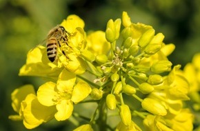 UFOP e.V.: Rapsblüte 2019 - World Bee Day - Bienen fliegen auf Raps