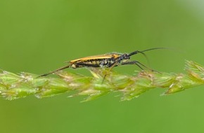 Universität Hohenheim: Neonikotinoide: Gefahr für Biodiversität höher als gedacht