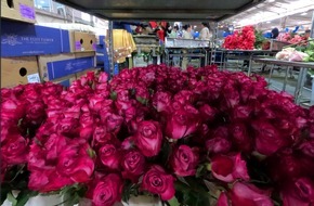 LATAM Airlines: LATAM Airlines Group schließt historische Valentinstagssaison mit dem Transport von fast 25.000 Tonnen Blumen aus Ecuador und Kolumbien ab