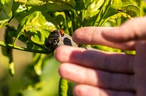 EDEKA ZENTRALE Stiftung & Co. KG: Mehr Vitamin C für alle, die es nachhaltiger mögen / Erfolgreiches Zitrusprojekt von EDEKA und WWF ausgeweitet