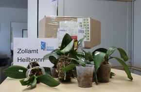 Hauptzollamt Heilbronn: HZA-HN: Geschenksendung beschlagnahmt/ Artengeschützte Pflanzen per Post aus der Ukraine vom Zoll gestoppt