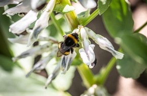 Die Vier von hier: Nachhaltig einkaufen beginnt beim Anbau / World Pulses Day lenkt den Blick auf K&ouml;rnerleguminosen