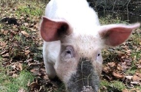 Polizeidirektion Pirmasens: POL-PDPS: Hausschwein sucht neues zu Hause!