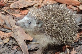 VIER PFOTEN - Stiftung für Tierschutz: VIER PFOTEN: Im Herbst ist der Igel los