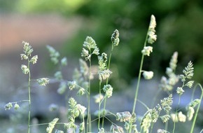 aha! Allergiezentrum Schweiz / aha! Centre d'Allergie Suisse: Communiqué de presse: La haute saison des pollens commence avec les graminées