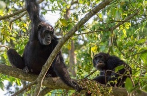 Schweizerischer Nationalfonds / Fonds national suisse: Arguing over meat, finding comfort with friends - The emotions of the great apes