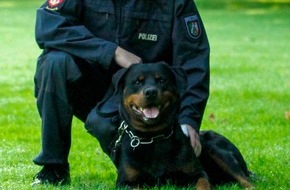 Polizei Duisburg: POL-DU: Obermeiderich: Polizei und Diensthund Elgur stellen Einbrecher