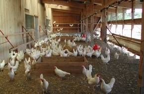 GalloSuisse - Vereinigung der Schweizer Eierproduzenten: Die Legehennenhaltung heute: Die Volièren-Haltung - auch für Stallzwang ideal