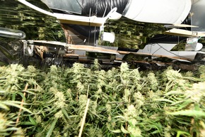 POL-E: Essen: Starker Cannabisgeruch überführt Plantagenarbeiter - 6 Festnahmen