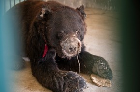 VIER PFOTEN - Stiftung für Tierschutz: VIER PFOTEN rettet zwei misshandelte Kampfbären in Pakistan