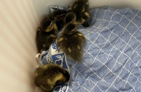Polizeiinspektion Kirn: POL-PIKIR: Tierische Rettungsaktion in Kirn