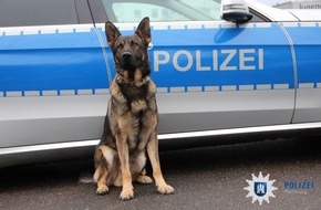 Polizei Hamburg: POL-HH: 171017-1. Diensthund "Boy" stellt Laubeneinbrecher in Hamburg-Langenhorn