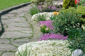Blumenbüro: Blaukissen und Steinbrech eröffnen die Gartensaison / Flächendeckende Pracht für Boden und Beet
