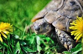 Zentralverband Zoologischer Fachbetriebe Deutschlands e.V. (ZZF): Welt-Schildkröten-Tag am 23. Mai: Nicht schnell, aber schlau – Schildkröten sind lernfähige Heimtiere