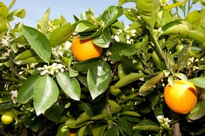 Belles plantes siciliennes sur les balcons de Suisse