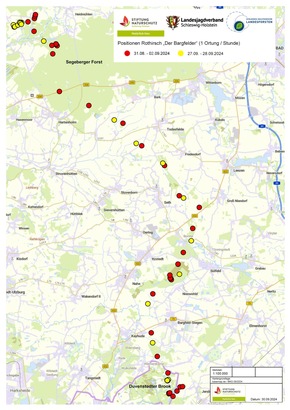 🦌 Sensation: Rothirsch-Wanderung in Schleswig-Holstein erstmals mit GPS-Sender erfasst