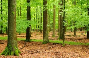 Deutsche Bundesstiftung Umwelt (DBU): DBU: Geld für Öko-Leistungen des Waldes