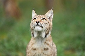 H&ouml;rPartner GmbH: H&ouml;rPartner setzen auf Luchsohren: H&ouml;rakustik-Unternehmen engagiert sich weiterhin f&uuml;r die Raubkatzen mit dem sprichw&ouml;rtlich guten Geh&ouml;r