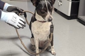 Bundespolizeidirektion Sankt Augustin: BPOL NRW: Hund am Essener Hauptbahnhof misshandelt - Bundespolizei nimmt aggressiven Mann fest und rettet Hund