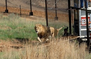 VIER PFOTEN - Stiftung für Tierschutz: Perfekter Start für VIER PFOTEN Projekt in Südafrika: Gänserndorf-Löwen sicher und glücklich in LIONSROCK angekommen