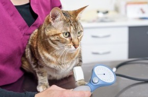 Bundesverband f&uuml;r Tiergesundheit e.V.: Wenn die Nieren nachlassen - chronische Nierenerkrankung bei Katzen