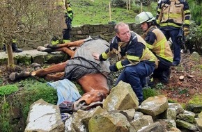 Feuerwehr Essen: FW-E: Tier in Notlage - Feuerwehr hilft gestürztem Pferd wieder auf die Beine