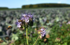 iglo Deutschland: 365 Bienentage im westfälischen Münsterland - iglo ist mit 75 km Blühstreifen aktiv (FOTO)
