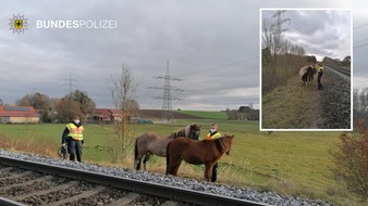 Bundespolizeidirektion München: Bundespolizeidirektion München: Pferde auf Abwegen / Bundespolizei fasst flüchtige Islandponys