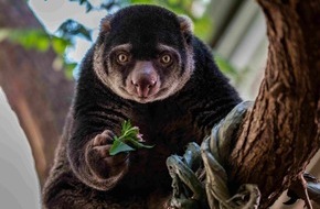 Verband der Zoologischen Gärten (VdZ): Zoos kämpfen gegen weltweites Artensterben / Verband der Zoologischen Gärten begrüßt IUCN-Positionspapier zur Bedeutung von Zoos für den Artenschutz