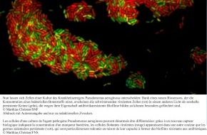 Schweizerischer Nationalfonds / Fonds national suisse: SNF: Bild der Forschung September 2010: Biosensoren für Botenstoffe in lebenden Bakterien