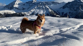 VIER PFOTEN - Stiftung für Tierschutz: Pour de belles randonnée avec son chien en hiver