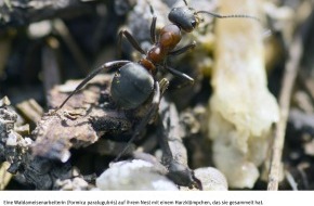 Schweizerischer Nationalfonds / Fonds national suisse: FNS: Image du mois juin 2007: La résine, antibactérien préféré des fourmis