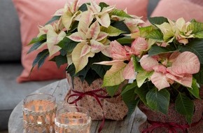 Stars for Europe GbR: Nicht nur zur Weihnachtszeit: Farbenfrohe Raumdekorationen mit Poinsettien