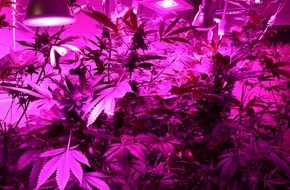 Polizei Mettmann: POL-ME: Nach Zeugenhinweis: Polizei stellt 31 Cannabispflanzen sicher - Langenfeld - 2208120