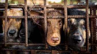 VIER PFOTEN - Stiftung für Tierschutz: Un million de signatures contre le commerce de la viande de chien et de chat en Asie du Sud-Est