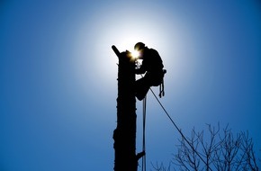 Industrie Kletterer Hamburg: Kletternd zum Ziel: Baumabtragung an schwierigen Standorten