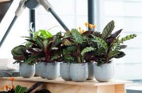 Blumenbüro: Calathea ist Zimmerpflanze des Monats September / Amazonas-Flair zu Hause mit der erfrischenden Calathea