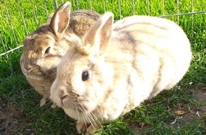 Kreispolizeibehörde Wesel: POL-WES: Moers - Diebe nahmen Kaninchen-Duo mit