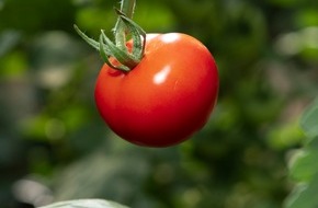 Fruit Vegetables Europe: Mit dem Verzehr dieser fünf Gemüsesorten in diesem Herbst können Sie Ihre Gesundheit und unseren Planeten schützen